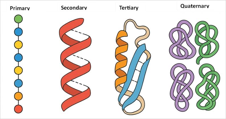 The four levels of protein structure are from amino acid sequence to three-dimensional structure.