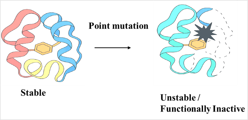 Illustration shows how a critical point mutation can affect protein structure, ultimately impacting its function. 