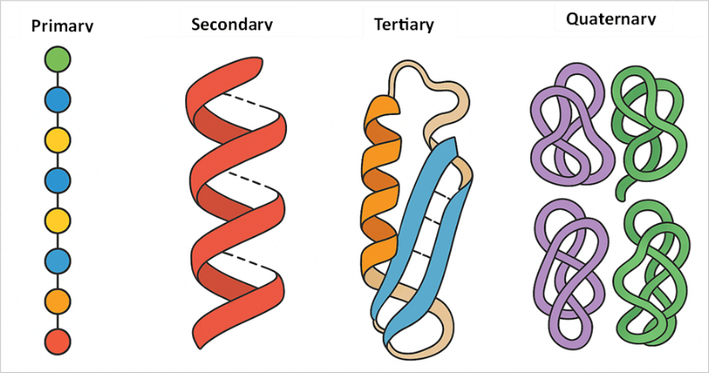 Picture1 The four levels of protein structure are from amino acid sequence to three-dimensional structure.
