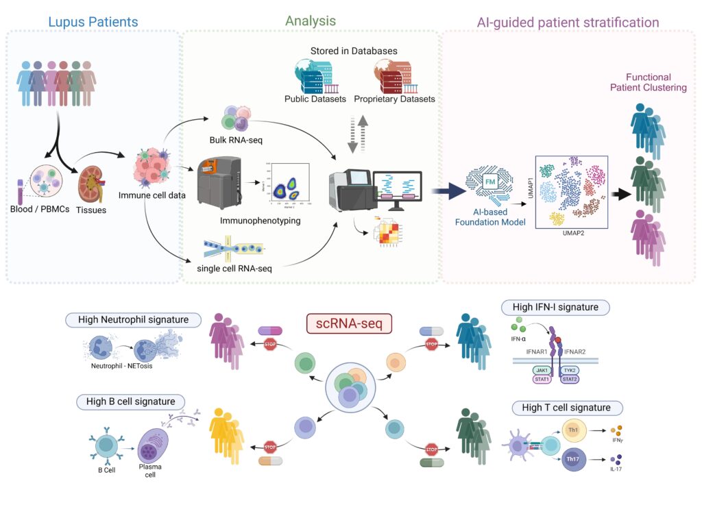 AI-assisted multi-omics approach for lupus patient stratification. Immune cell data obtained from lupus patient blood and tissue samples are analysed through bulk RNA-seq, scRNA-seq, and immunophenotyping. 