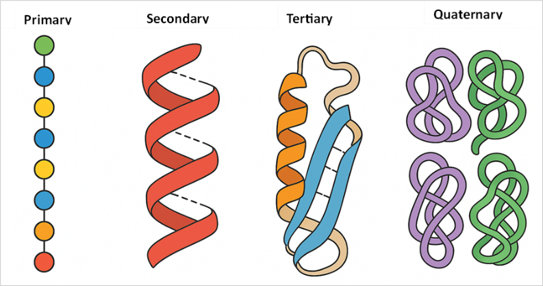 The four levels of protein structure are from amino acid sequence to three-dimensional structure.