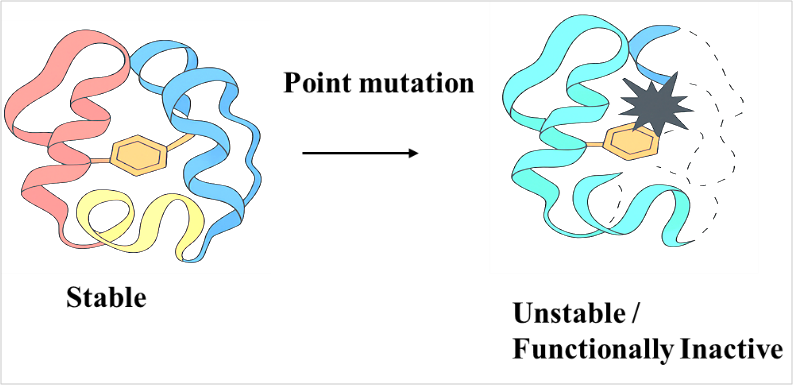 Illustration shows how a critical point mutation can affect protein structure, ultimately impacting its function. 