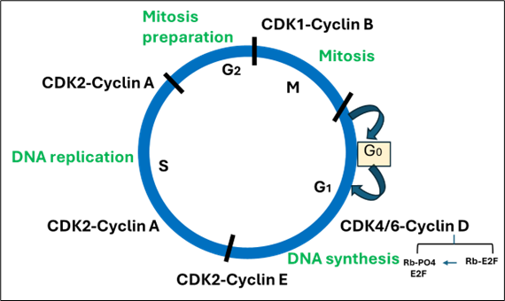 The cell cycle: G1 (cell growth and DNA synthesis preparation